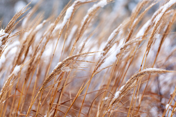 Fototapeta premium Snow covered dry grass in winter field with soft background