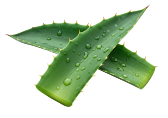 two vibrant emerald green agave leaves with serrated edges and subtle light spots, one overlapping, on a transparent background with copy space, natural vitality and organic purity concept