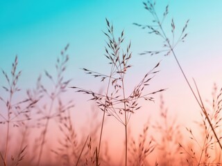Abstract Grass Silhouettes Against Colorful Sunset Sky, Nature Background