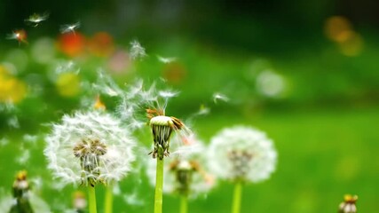 Close up of fluffy dandelion seed heads with flying seeds