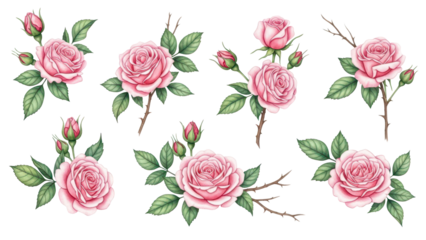 Set watercolor arrangements with roses collection garden pink flowers, leaves, branches, Botanic  illustration isolated on white background