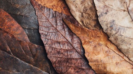 Colorful leaves arranged on a surface for display or decoration purposes