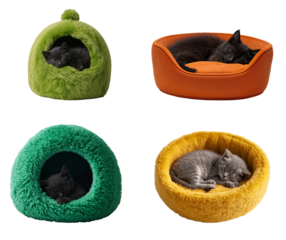 A charming British Shorthair kitten sleeps in a warm fluffy bed isolated on transparent background