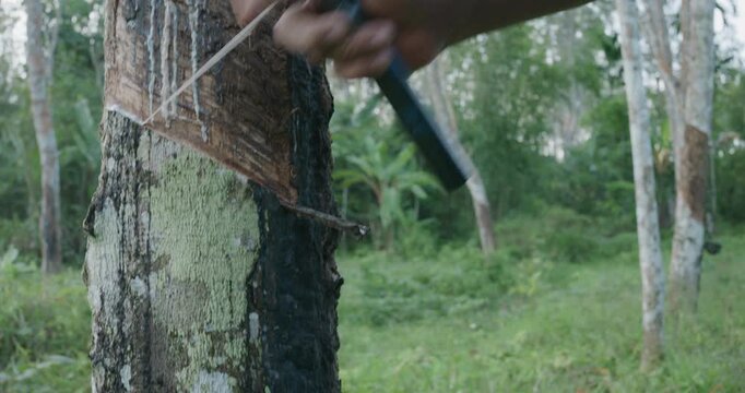 Man harved para rubber tree tropical forest agro industry