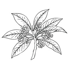 Laurel branch with berries in minimalist line art style on white background for botanical illustration