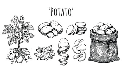 Potato Plant and Tubers in Various Stages with Sack of Potatoes in Hand-Drawn Illustration Style with Monochrome Color Scheme and Sketch Texture for Agricultural Use