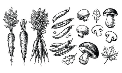 Carrots and Mushrooms in Vintage Illustrative Style with Black Ink on White Background for Culinary Use