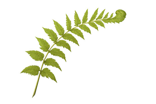 Green fern frond showing a young fiddlehead unfurling, creating a dynamic botanical element on a transparent background