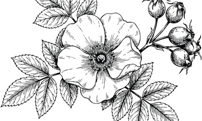 Wild Rose Illustration in Vintage Style with Detailed Line Art in Black and White for Botanical Design