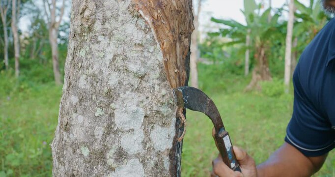 Man harved para rubber tree tropical forest agro industry