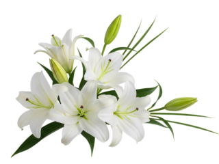 Elegant white lily corner arrangement with long green stems isolated on white background