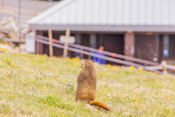 Close up shot of cute marmot in Rocky Mountain National Park