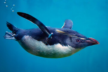 Swimming Penguin