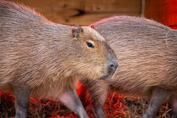 Capybara