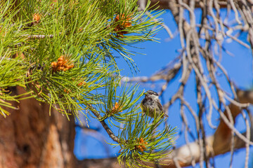 Close up shot of cute sparrow on a pine tree