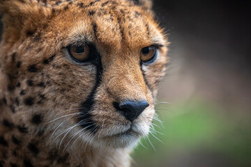 portrait of a cheetah