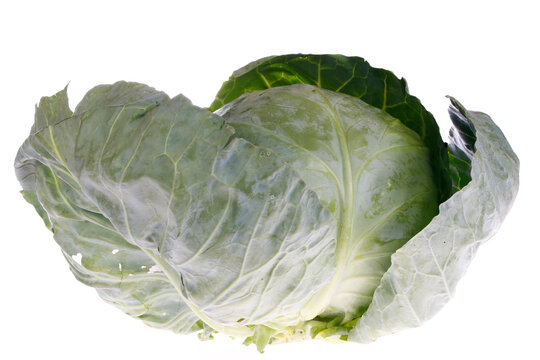 Cabbage patch on the white background