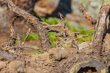 Close up shot of a cute chipmunk