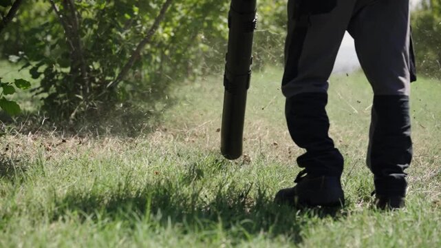 Farmer collects fresh and young hazelnut harvest crops with blower, slow motion