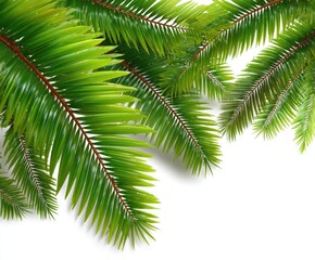 Obraz premium Close up of vibrant green palm leaves on white background copy space