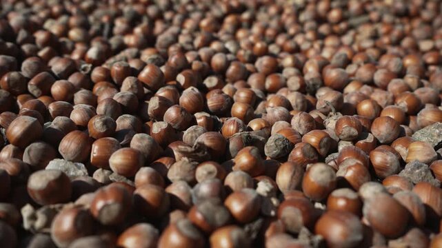 Harvested ripe crop of hazelnuts in shell. Farmed organic vegetable protein source kernel
