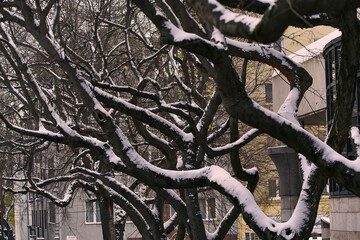 Tangled snow-covered bare tree branches creating a textured pattern against a blurred urban winter b
