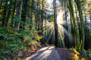 Scenic Morning Sunlight Trail Henry Cowell Redwoods