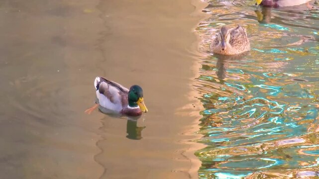 Wild duck is swimming in the water
