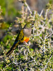 Burrowing Parakeet Perched on Thorny Shrub in Patagonian Habitat