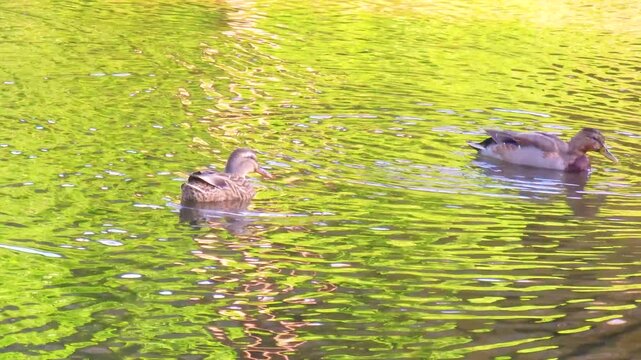 Wild duck is swimming in the water