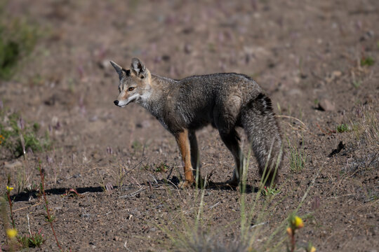 Wild Patagonian Gray Fox Standing in Dry Grassland Habitat