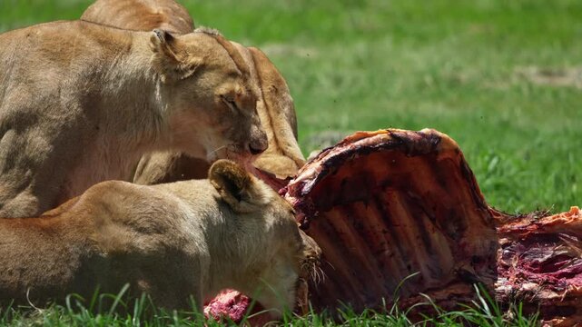 Slow-motion footage of a lion pride feasting on a fresh kill in the African bushveld, capturing powerful jaws, blood, and natural behavior under golden daylight during a dramatic safari game drive.