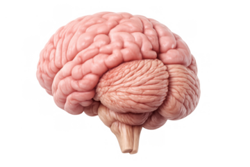 Human brain anatomy illustrating central nervous system, intelligence, memory, thought, and psychological concepts