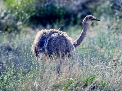 Lesser Rhea Walking Through Grassy Patagonian Steppe Habitat