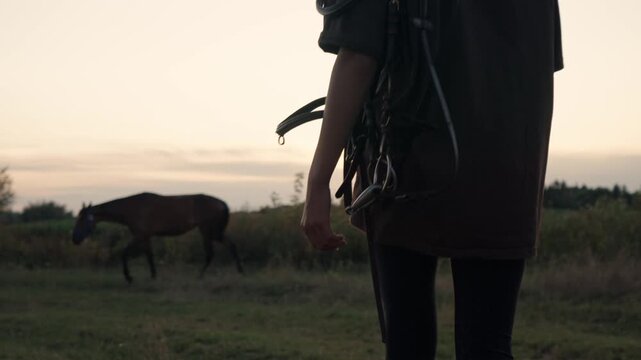 A girl with a horse harness approaches a horse at a summer sunset