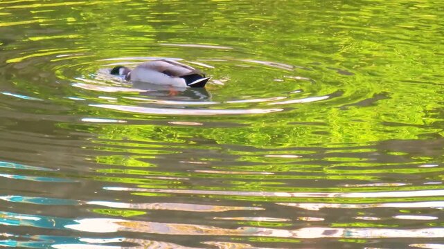 Wild duck is swimming in the water