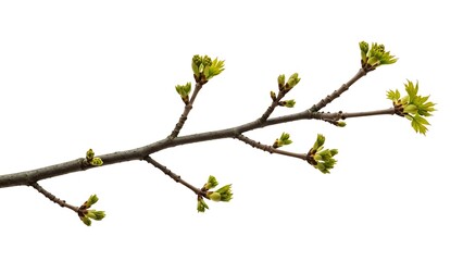 Branch with green leaves on white.
