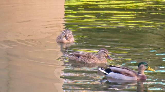 Wild duck is swimming in the water