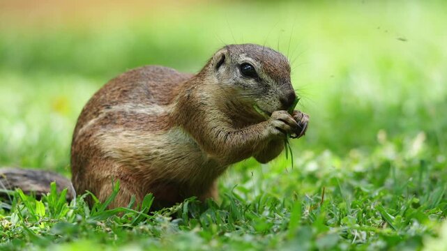 Slow-motion footage of a ground squirrel scurrying across the earth and grazing in natural daylight, capturing fine movement, whisker detail, and lively behavior in the African bushveld during a quiet