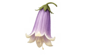 Purple campanula bellflower digital illustration showing blooming flower with delicate petals and green stem