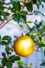 Gold Christmas Ornaments Hanging on Green Pine Tree Branch