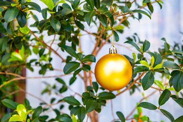 Gold Christmas Ornaments Hanging on Green Pine Tree Branch