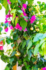 Gold Christmas Ornaments Hanging on Green Pine Tree Branch