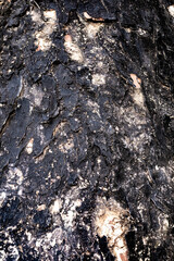 Tree bark texture background for wallpaper with seamless pattern