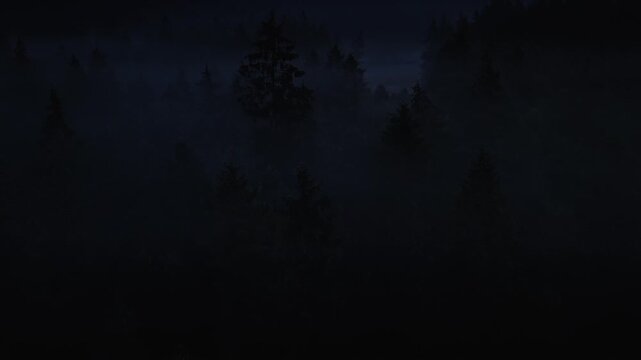 The camera moves through the dark forest. Trees stand tall as shadows loom. Sounds of nature echo in the night air. Nighttime reveals the hidden beauty of Bavarian Forest.