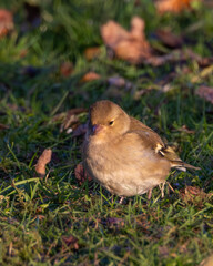 Female chaffinch on grass with autumn leaves.