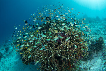Corals and fish flourish on a shallow coral reef in Raja Ampat, Indonesia. This tropical region is known as the heart of the Coral Triangle due to its spectacular marine biodiversity.