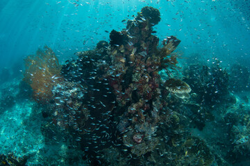 Corals and fish flourish on a shallow coral reef in Raja Ampat, Indonesia. This tropical region is known as the heart of the Coral Triangle due to its spectacular marine biodiversity.