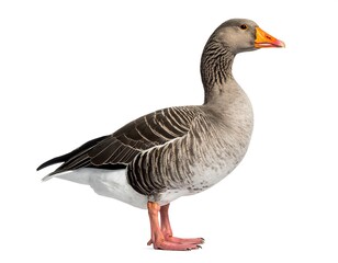 Full profile of a gray feathered fowl with an orange beak and legs stands alone against a white backdrop