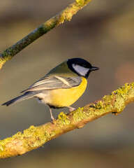 great tit waiting to fly onto a winter feeder. © Robert L Parker